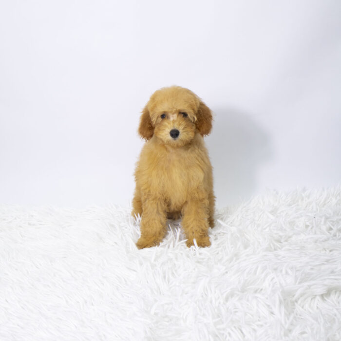Mocha - Poodle puppy for sale