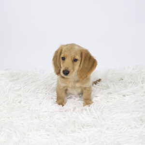 Petland Pembroke Pines Dachshund puppy available