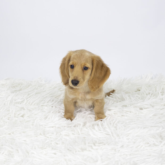 Dune - Dachshund puppy for sale