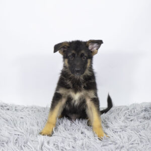 Petland Pembroke Pines German Shepherd puppy available