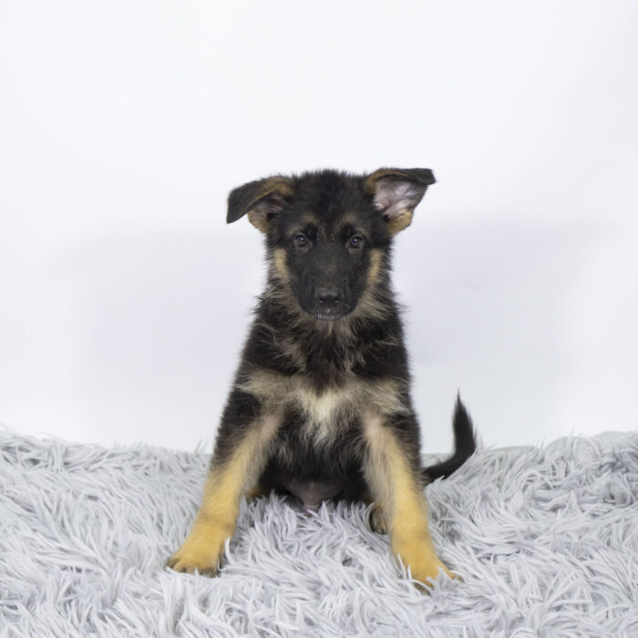 Cash - German Shepherd puppy for sale