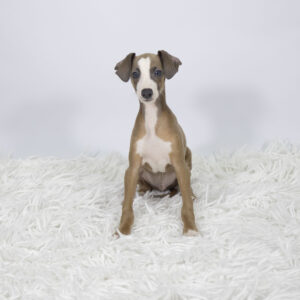 Petland Pembroke Pines Italian Greyhound puppy available