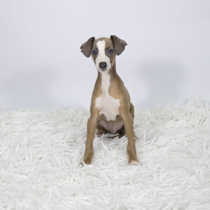Dobby - Italian Greyhound puppy for sale