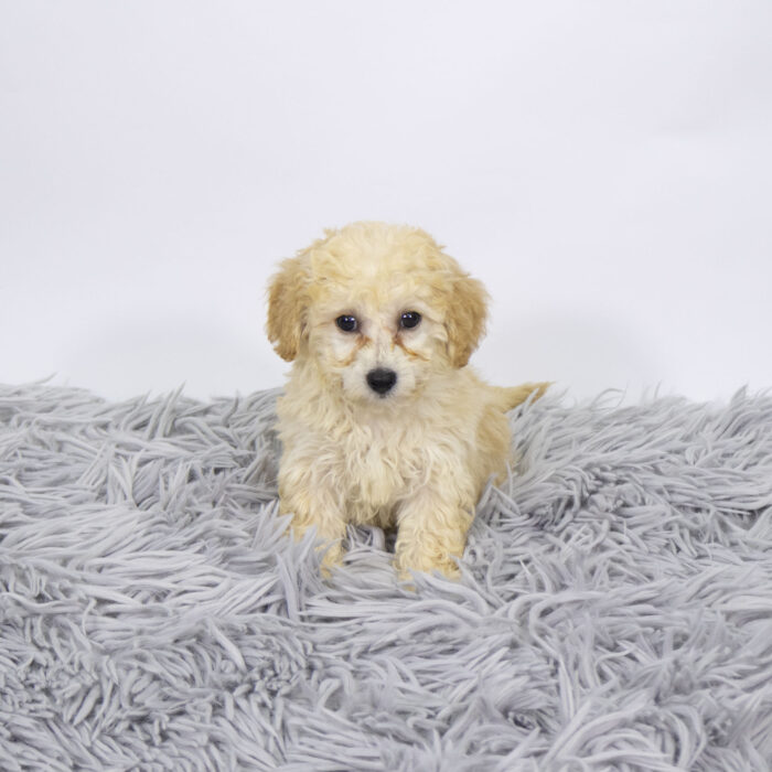 Churro - Bichapoo puppy for sale