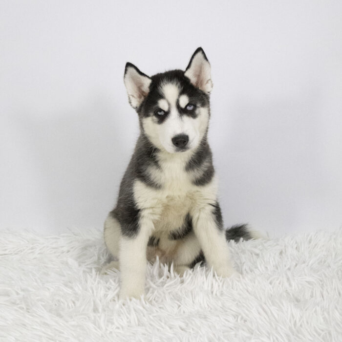 Sawyer - Siberian Husky puppy for sale