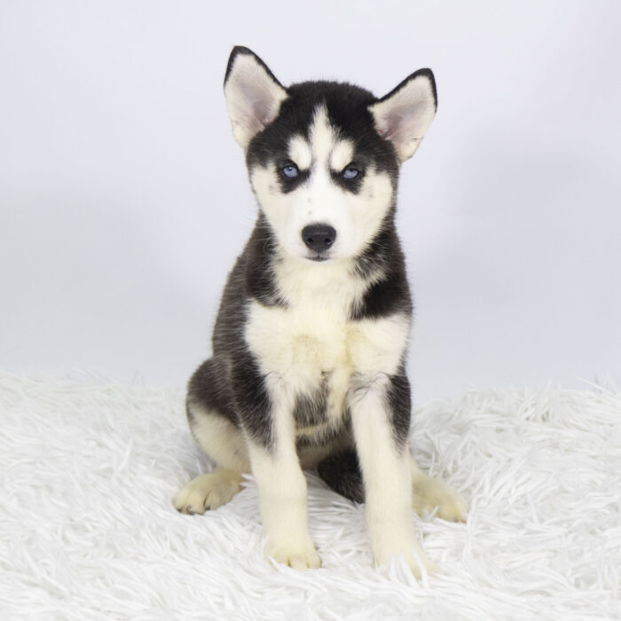 Natasha - Siberian Husky puppy for sale