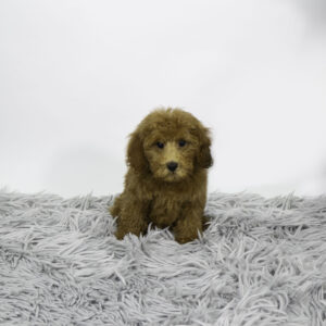 Petland Pembroke Pines Poodle puppy available