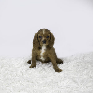 Petland Pembroke Pines Cavalier King Charles Spaniel puppy available