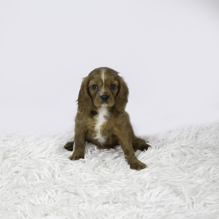 Nikita - Cavalier King Charles Spaniel puppy for sale