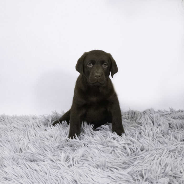 Pandora - Labrador Retriever puppy for sale