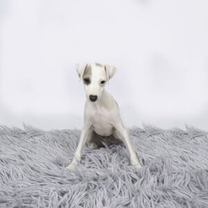 Petland Pembroke Pines Italian Greyhound puppy available