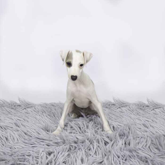 Oberon - Italian Greyhound puppy for sale