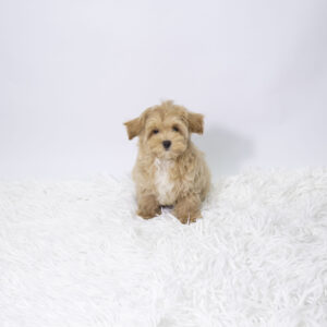 Petland Pembroke Pines Maltipoo puppy available