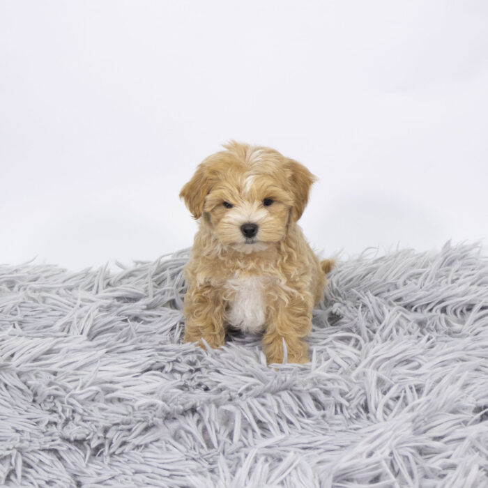 Gideon - Maltipoo puppy for sale