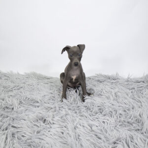 Petland Pembroke Pines Italian Greyhound puppy available