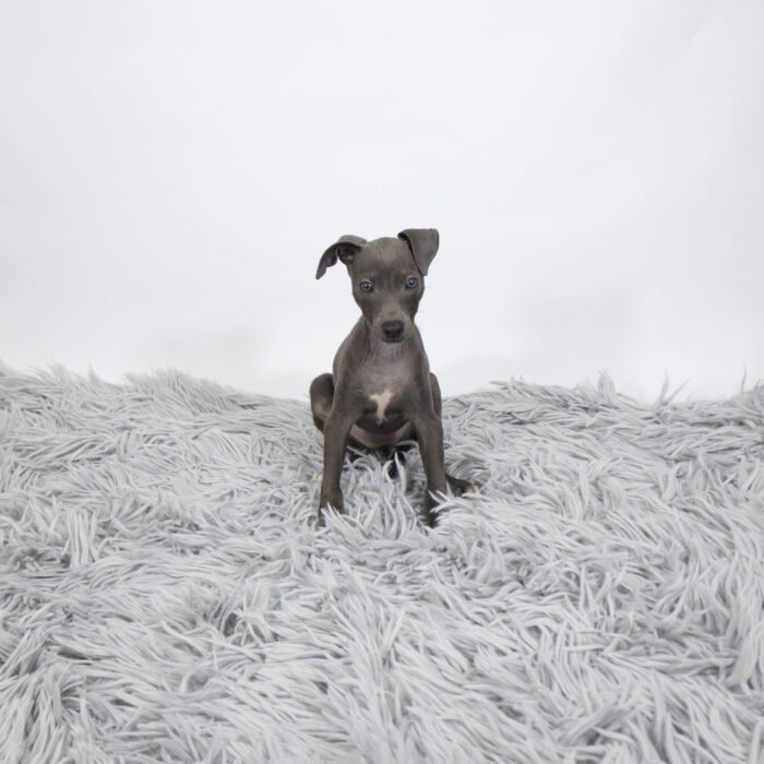 Hyacinth - Italian Greyhound puppy for sale