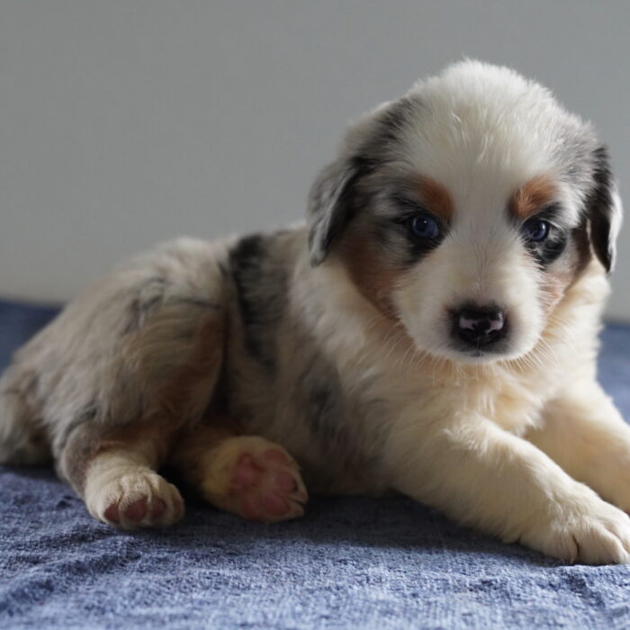 Chico - Australian Shepherd puppy for sale
