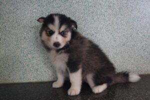 Petland Pembroke Pines Pomsky puppy available