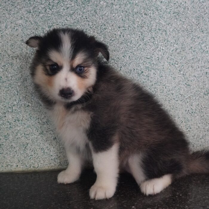 Ice - Pomsky puppy for sale