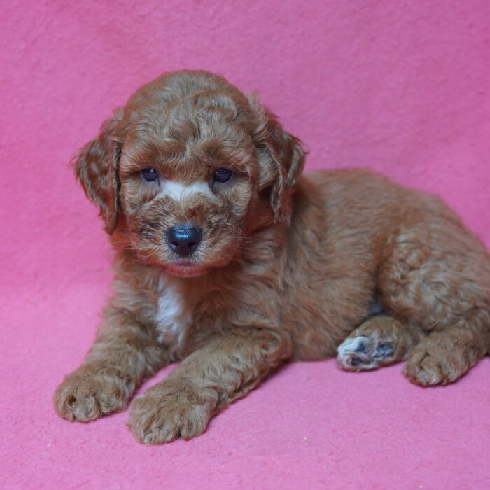 Morgan - Mini Goldendoodle 2nd Gen puppy for sale