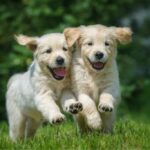 puppysummervacation