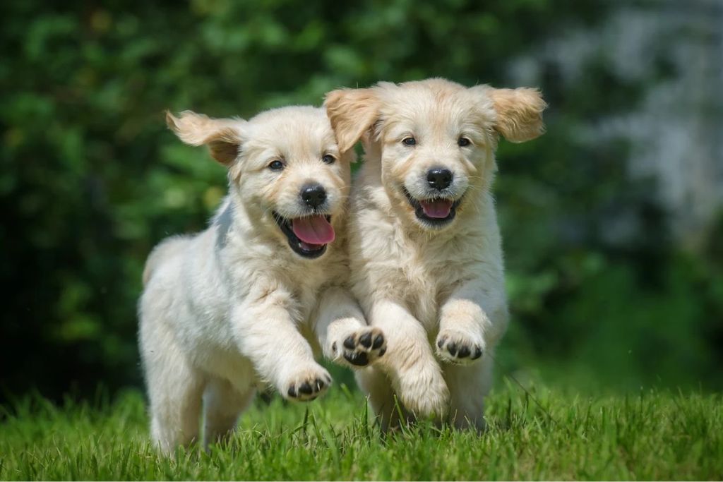 puppysummervacation