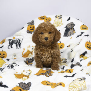 Poodle puppy available now
