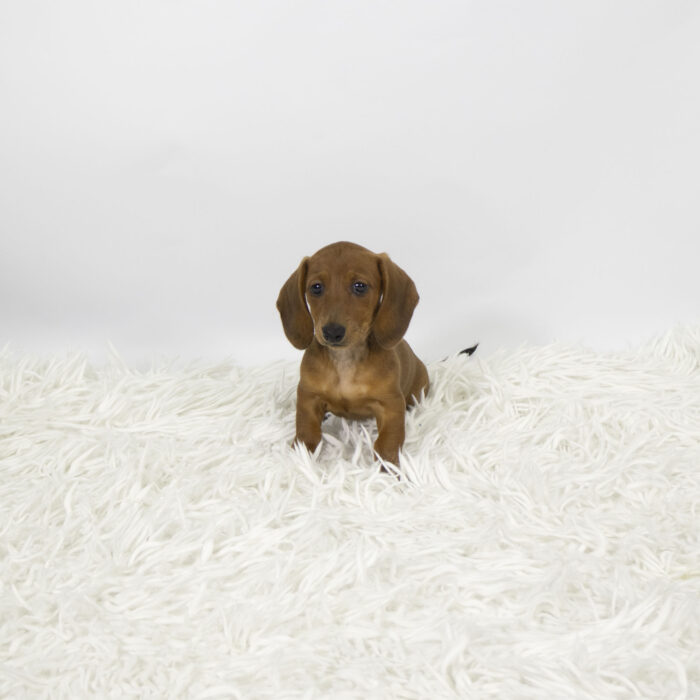Beyonce - Dachshund puppy for sale