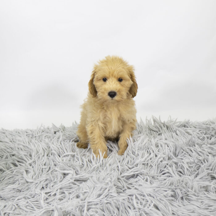 Dewy - Schnoodle puppy for sale