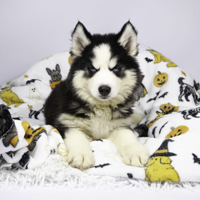 Everst - Siberian Husky puppy for sale