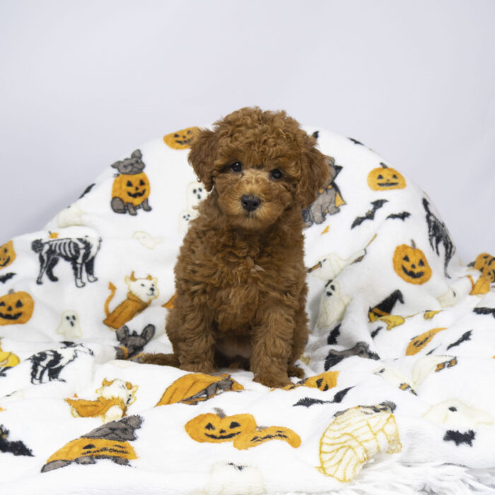 Sedona - Mini Goldendoodle 2nd Gen puppy for sale