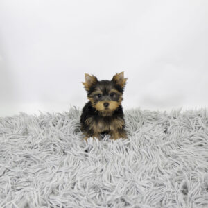 Yorkshire Terrier puppy available now