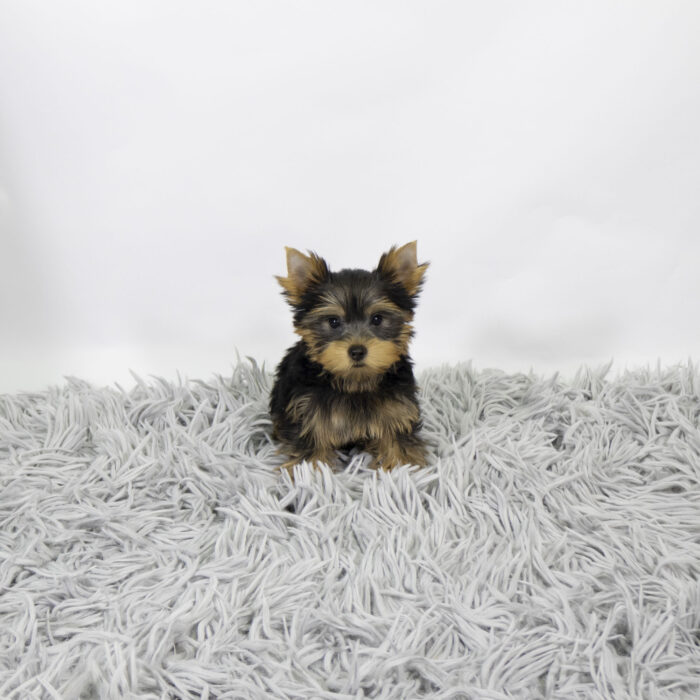 Salem - Yorkshire Terrier puppy for sale
