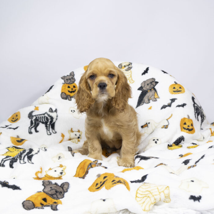 Icee - Cocker Spaniel puppy for sale