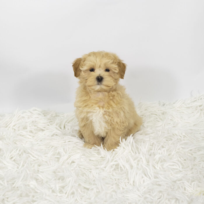 Kanye - Maltipoo puppy for sale