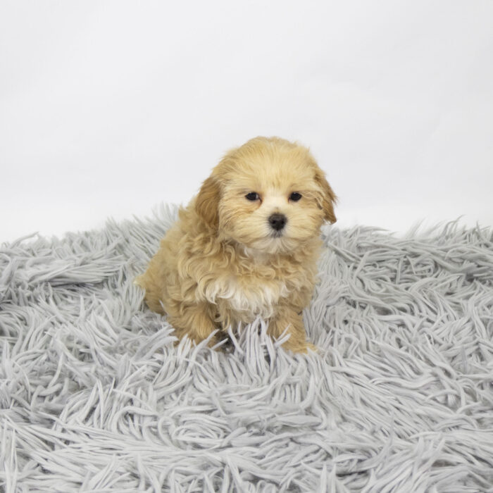 Muffin - Maltipoo puppy for sale