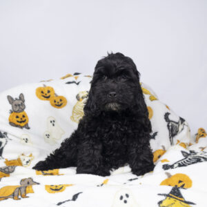 Cockapoo puppy available now