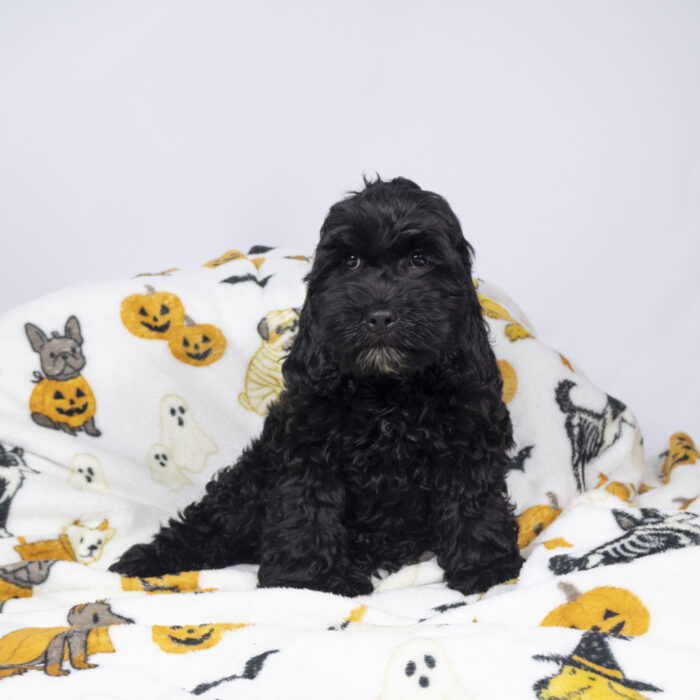 Hooper - Cockapoo puppy for sale