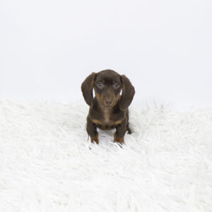 Petland Pembroke Pines Dachshund puppy available