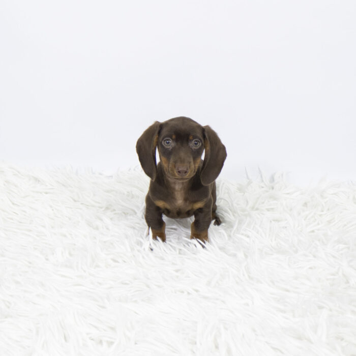 CJ - Dachshund puppy for sale