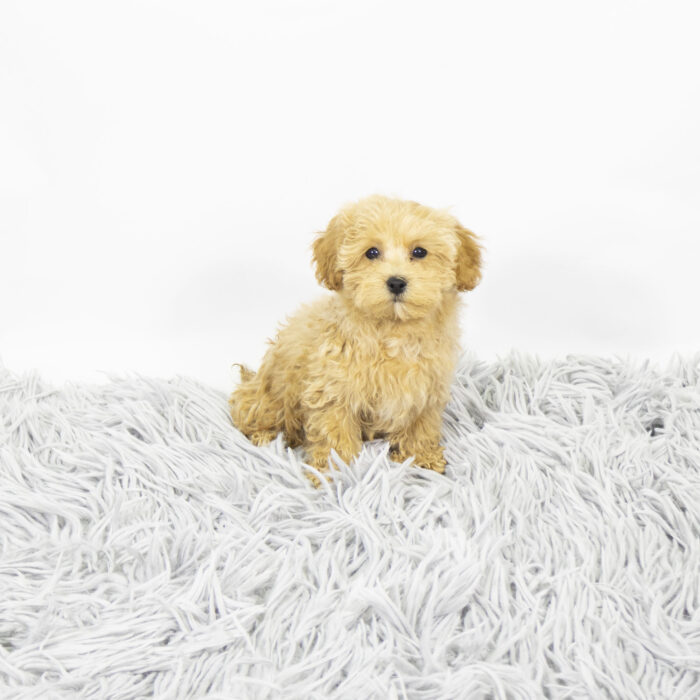 Freddy - Havapoo puppy for sale