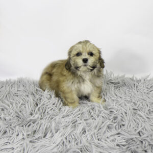 Petland Pembroke Pines Lhasa Apso puppy available