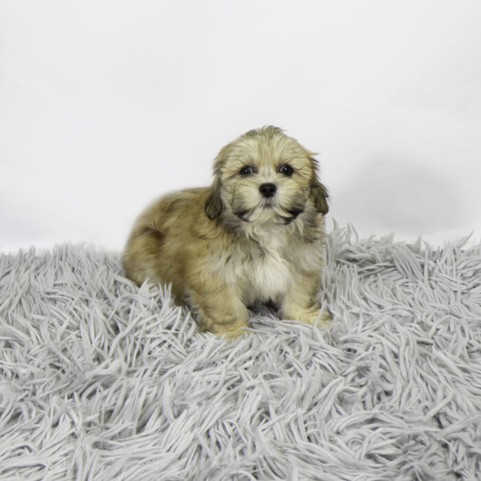 Jason - Lhasa Apso puppy for sale
