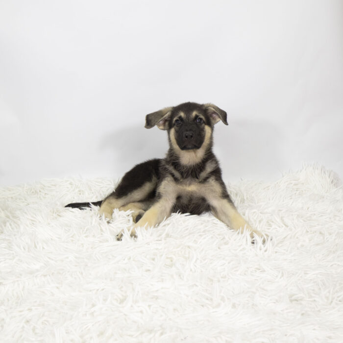 Germany - German Shepherd puppy for sale