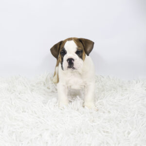 Victorian Bulldog