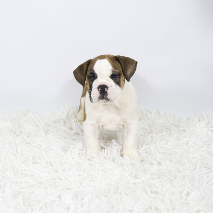 Rudy - Victorian Bulldog puppy for sale