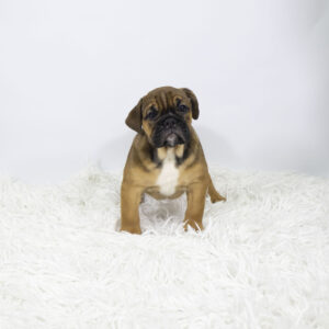 Victorian Bulldog