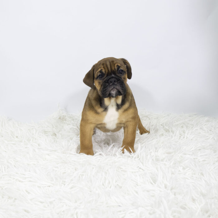 Talia - Victorian Bulldog puppy for sale