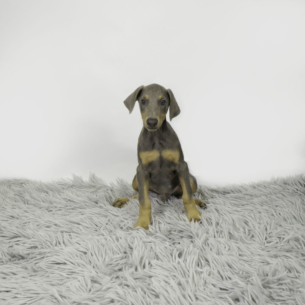 Rocco
