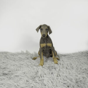 Petland Pembroke Pines Doberman Pinscher puppy available